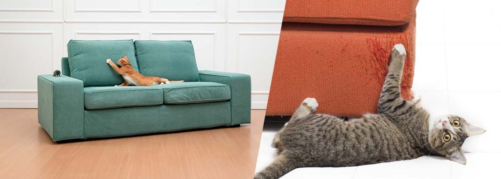 Sofas y gatos